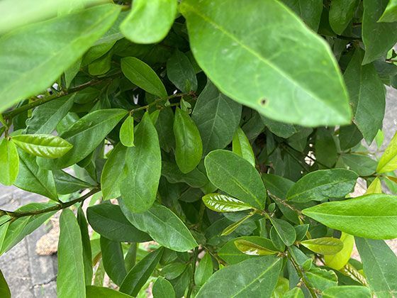 生物基塑料制品在使用后，应该投入哪个分类垃圾桶？