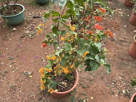 章鱼与古航海传说：北欧海妖形象是否源自巨型章鱼目击？