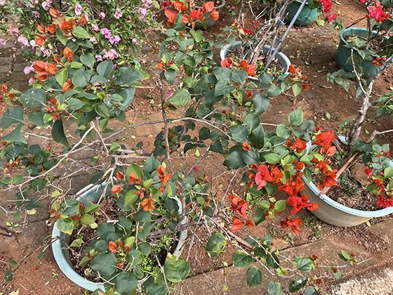 火炬姜的全球分布：从原产地到世界各地的引种历史