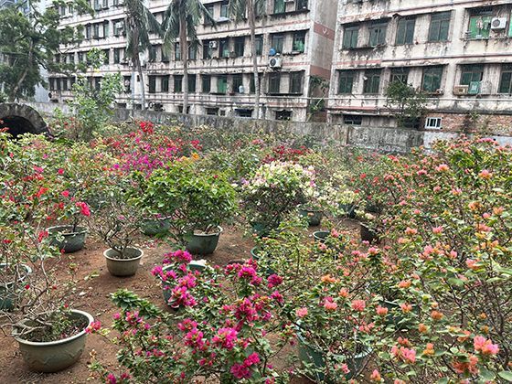 家庭内部在将宠物视为孩子时，如何科学地建立相处规则与行为边界？