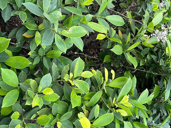 家庭应急物资清单中，提升心理安全感的“安慰物品”如何选择？