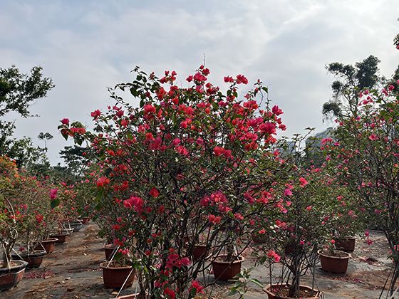 思维导图标志性的“中心图+分支”：东尼·博赞为何规定“颜色不超过7种”？