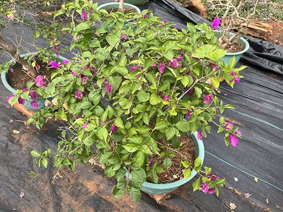 老巷里的香铺记忆：一把线香、一炉篆香里藏着几代人的温情与坚守