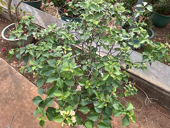 购买散装与包装粮食在长期储存上有何不同特点与讲究？