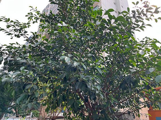 电梯加装后续维护保养与责任划分应注意哪些问题？