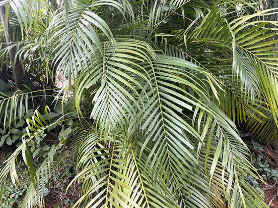 叶序排列的数学之美：植物如何遵循黄金分割角实现采光优化