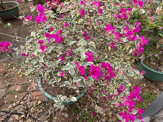 北京烤鸭为何是中华美食名片？从选鸭到片皮藏着百年饮食智慧与礼仪