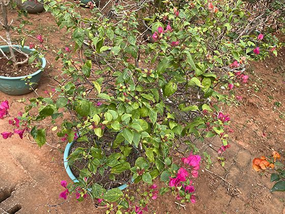 2026年农产品电商直播新规下，销售谷子等初级农产品要注意什么？