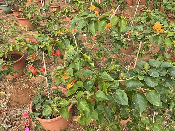 2026年国内外主要人形机器人品牌有哪些特点与差异？