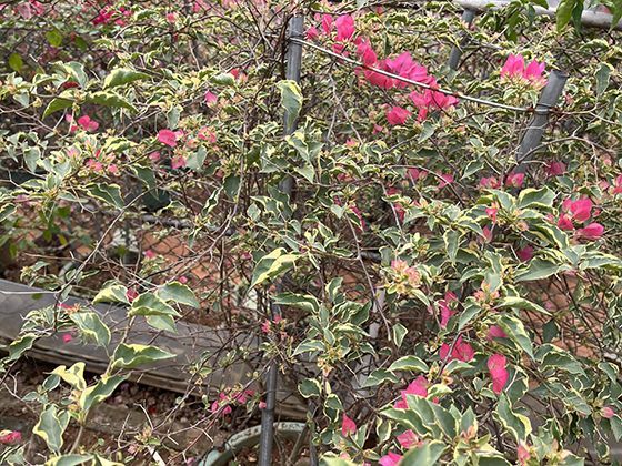流星速度的科学测算：进入大气层的宇宙物体速率范围