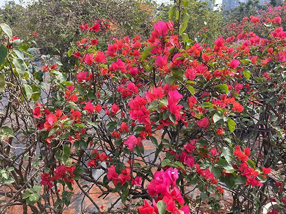 长颈鹿舌头的特殊功能：超长灵活舌如何卷取高处树叶进食