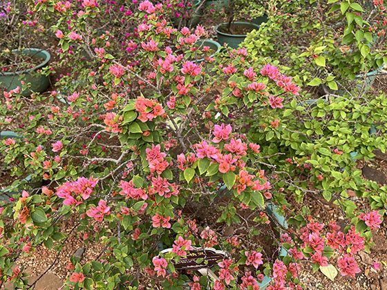 运动降甘油三酯的“黄金组合”：快走+力量训练，比单纯跑步效果好2倍？