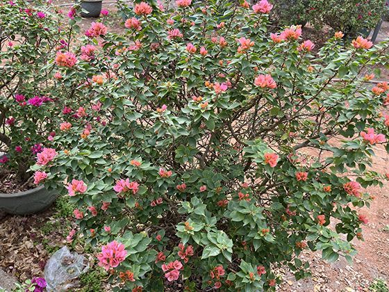 从颅相学到现代认知：“头”的形状与位置如何被解读与误解？