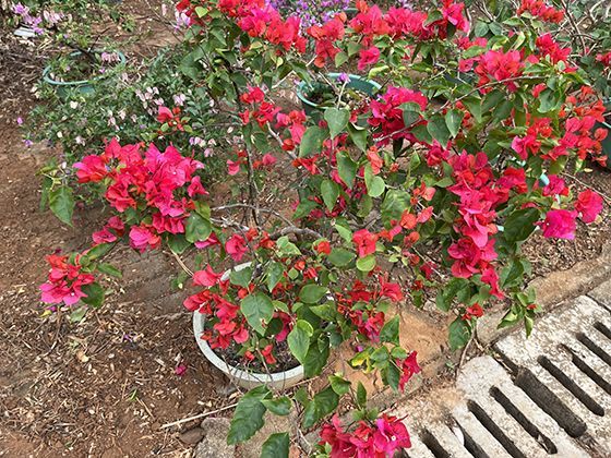 从神话巨兽到盘中佳肴：古代典籍与传说中“海鲜”形象的千年演变。