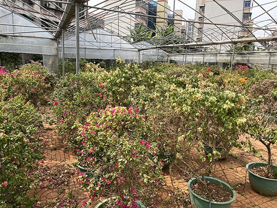 不同大陆原生犬种对比：澳洲丁格犬与非洲巴辛吉犬的生存智慧。