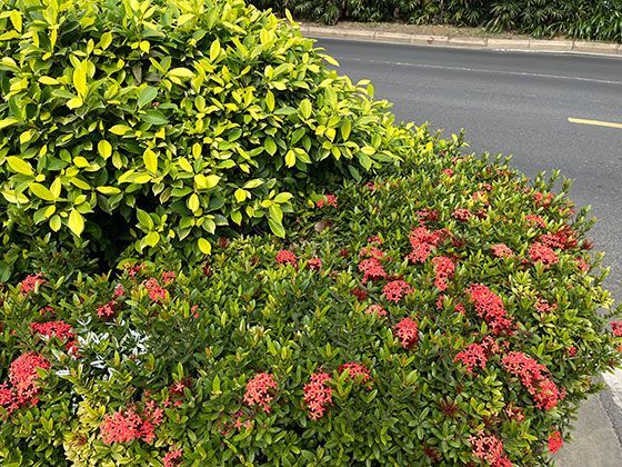 玉露名称的诗意溯源：从“翡翠露珠”到多肉植物的雅称演变