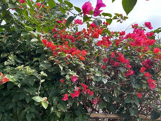 历史文献中的地光记载：古人曾将其视为祥瑞，如今有了解释