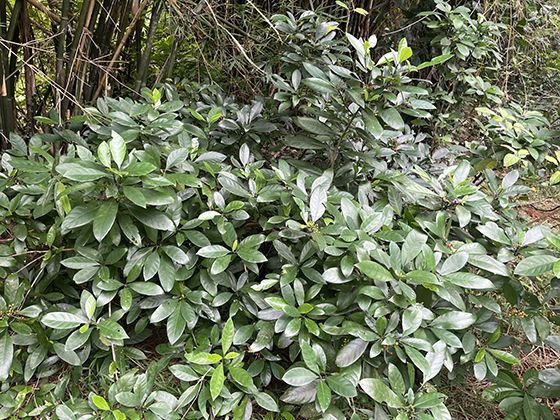 2026年育儿补贴与国际经验对比，我国政策有哪些特色？