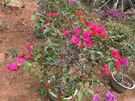 鳐鱼伪装大师揭秘：体色纹理如何与海底环境完美融合