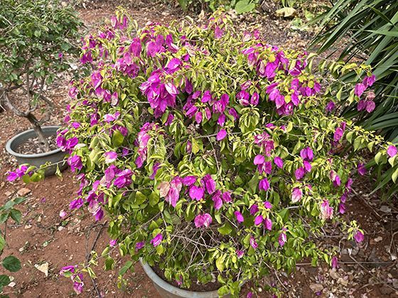 不止软萌！兔子耳朵藏着散热、预警双重“生存智慧”的冷知识科普