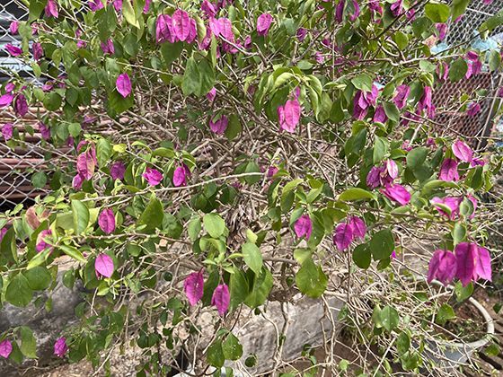 参类植物全球分布：从东亚林下到北美草原的生态适应性