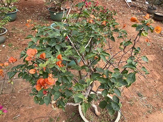 从雏鸟到成鸟：记录虎皮鹦鹉幼鸟羽毛颜色变化的全过程