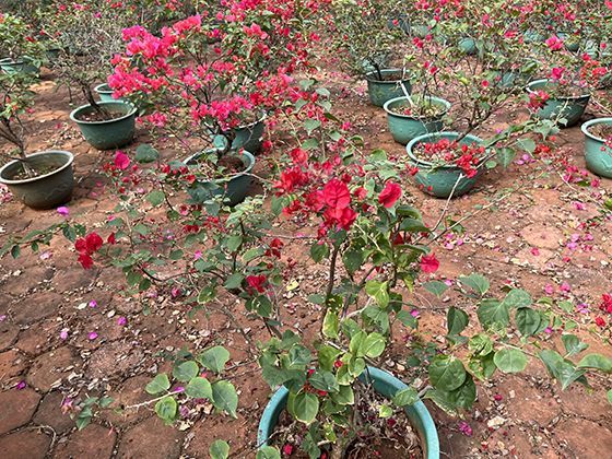 宋代黑釉瓷为何成“茶器宠儿”？墨色釉面下的古人审美与工艺