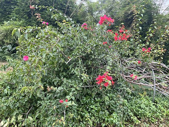 智能物流分拣线：印在快递袋上的条码如何指引它跨越千里抵达你手？