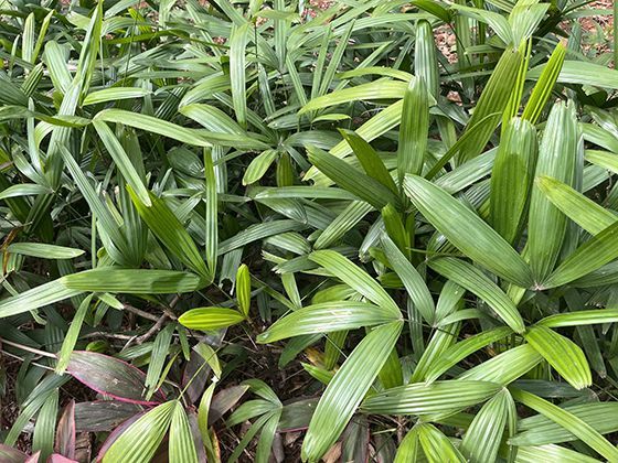 2026年医保门诊共济政策下，个人账户使用方式有何变化？