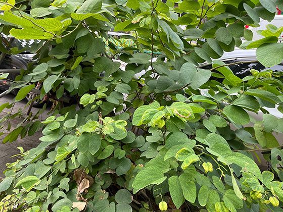 甜菜根里的黄糖：它的生产过程与在烘焙领域的常见使用场景