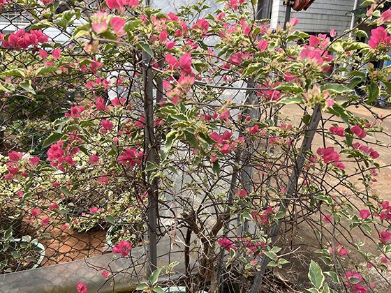 触手冠的再生能力：帚虫动物受损触手如何实现自我修复