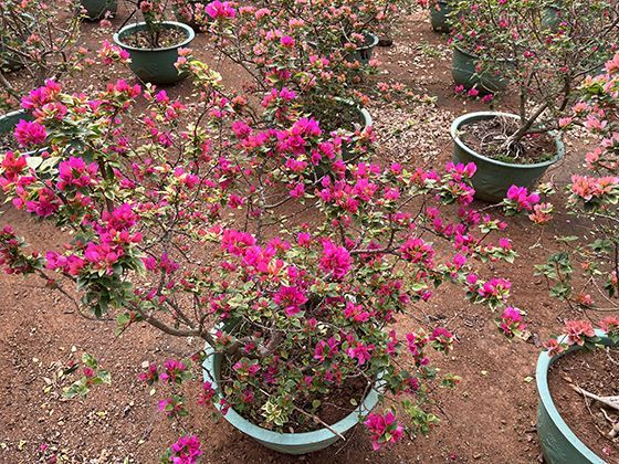 樱桃在文化中的意义：古今中外文学、绘画里的樱桃象征与故事