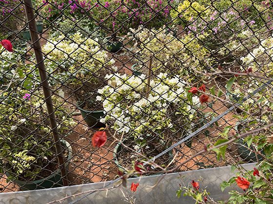 宠物会被甲流传染吗？患者接触宠物时戴口罩+洗手，避免飞沫传播