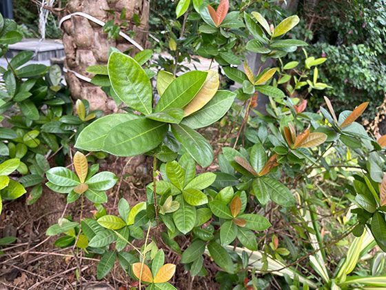 山间回声的声学原理：声波如何在峡谷间产生多重反射