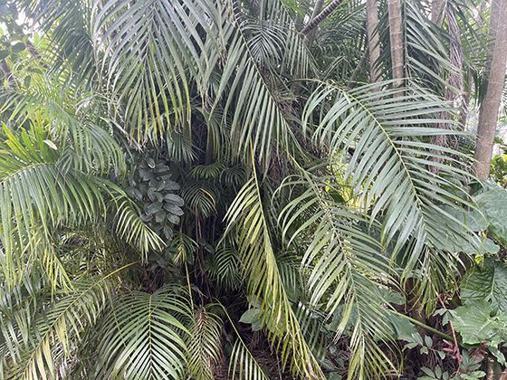 从“边缘兵种”到“主力部队”：《XL司令第一季》第一季揭秘“XL军团”如何改写未来战争规则