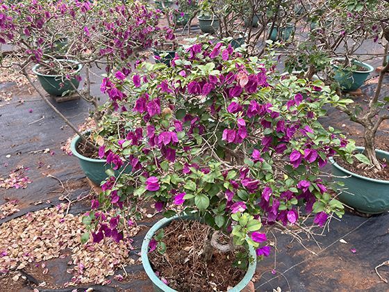 2026年如何训练钝感力，避免职场与社交的内耗焦虑？