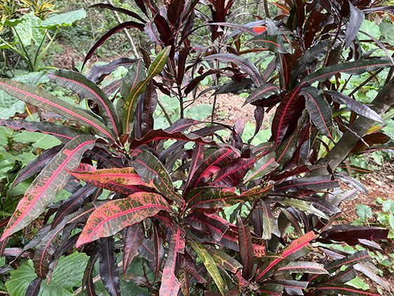 冰上丝绸之路：历史上寒冷地区的特殊商贸路线与文化交融