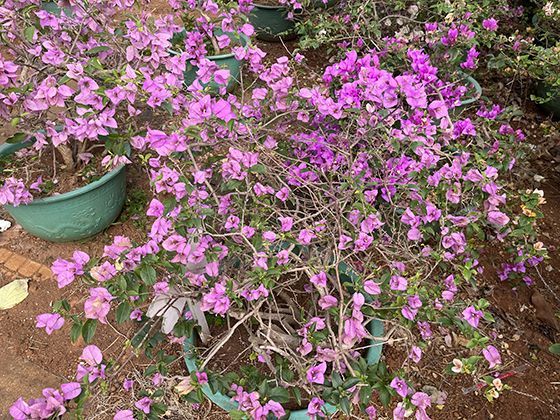 弹性的力量：硫化技术的发明，如何无意中推动了一个时代的革命？