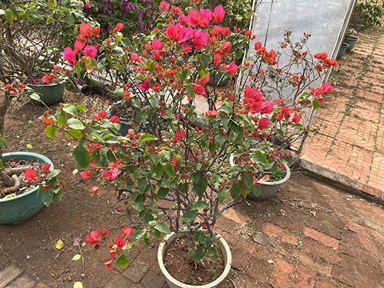 小众却实用的累托石泥浆：除了工业用途还有哪些生活冷知识？