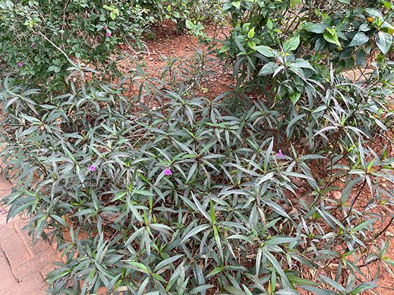 一棵树的旅行史：看代表性树种如何随着人类活动迁徙并扎根新的大陆。