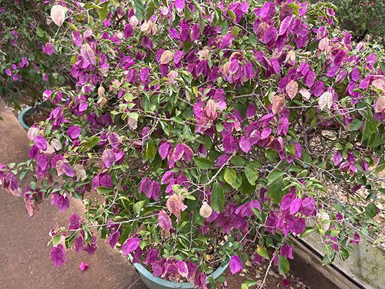 未来我们是否可以通过数字分身实现某种形式的“数字永生”？